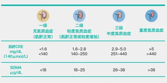 Cat kidney disease, early symptoms and prevention