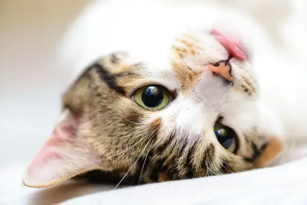 Cat kidney disease, early symptoms and prevention
