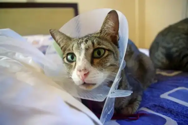 Cat kidney disease, early symptoms and prevention