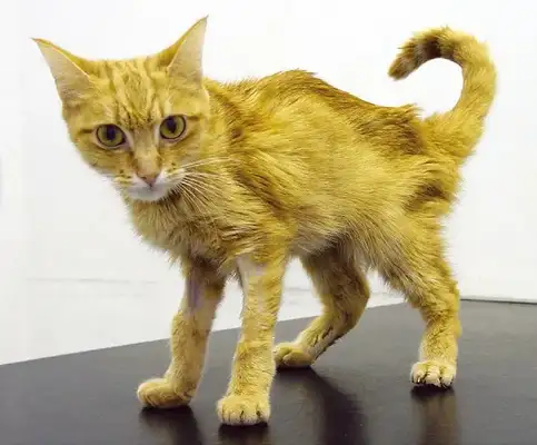 Cat kidney disease, early symptoms and prevention