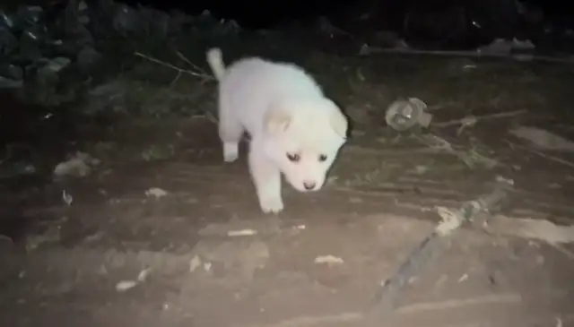 The dog on the side of the road is starving