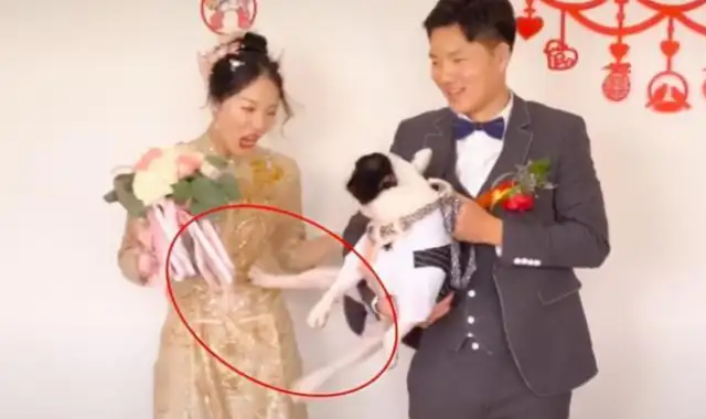 At the wedding, the dog kicked the master! Why did the dog do anything unusual