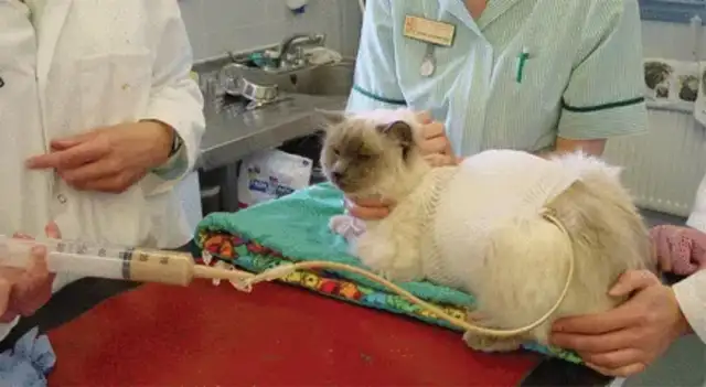 Cat kidney disease, early symptoms and prevention