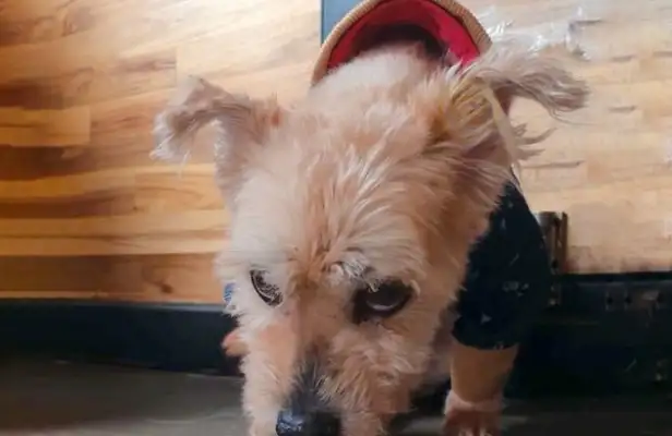 Disguised, like a moped stray dog, cut and turned