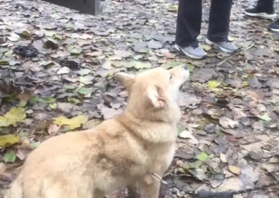 It's a dog-seller who's about to be caught up in this. Watch