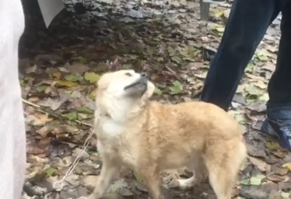 It's a dog-seller who's about to be caught up in this. Watch