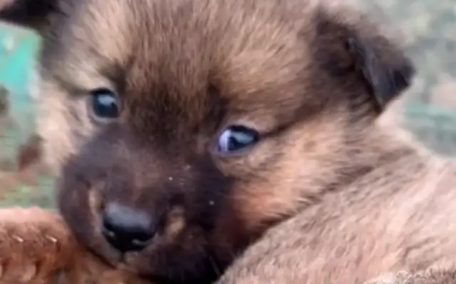 The mother of a dog "leaves" her own child and sees her legs before she realizes the pain of a mother