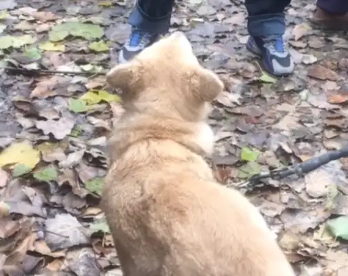 It's a dog-seller who's about to be caught up in this. Watch