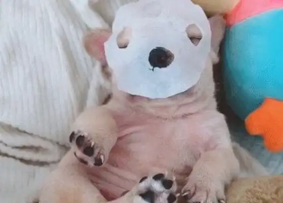 Dogs live their lives as rich people, they learn to wear masks every day