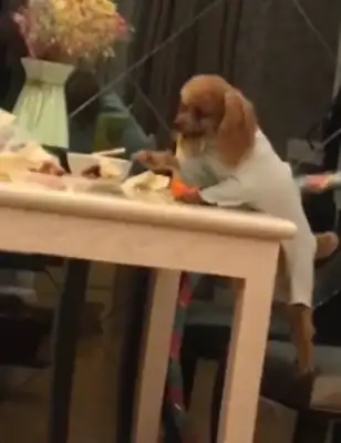 The VIP can't eat from the table. It happens to be seen by the master. It's embarrassing