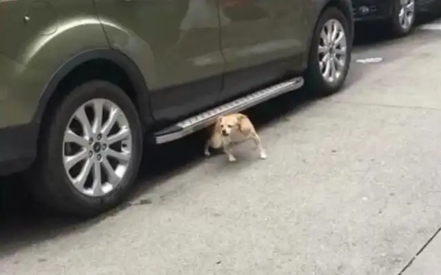 The dog ran into the bottom of the wheel and thought he'd scratch it, and the car was empty