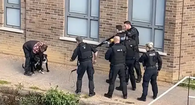 Whose fault was it that the two dogs were held hostage by the master and were still shot by the police