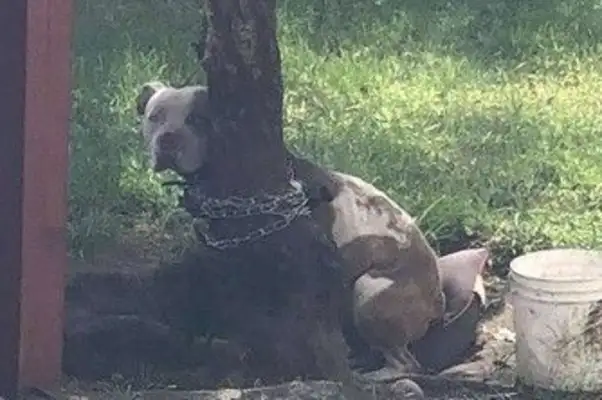 The Beagle was tortured by the master on the tree, and thanks to volunteers and the police for their help