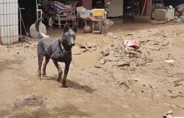 The flood came home, and the dog was a little angry to see the owner