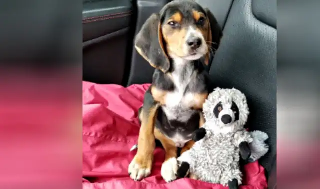 The woman found something moving on the Wisconsin road