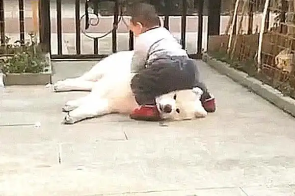 The dog was in the yard, thinking there was a dog thief, and then he went out and laughed