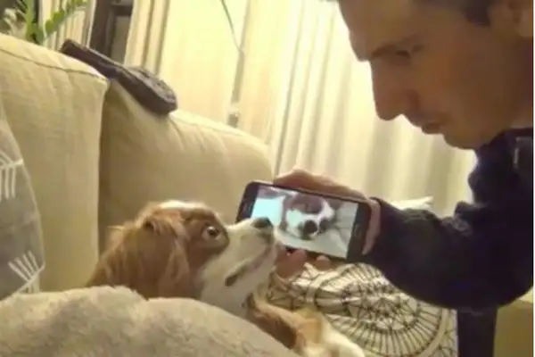 The master came home and heard the dog snoring and secretly filmed it