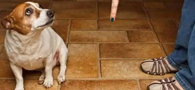 How can a dog be punished when he makes a mistake
