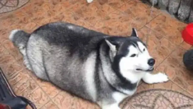 I can't fight with my grandmother's big dog