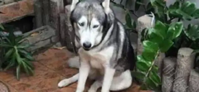 I can't fight with my grandmother's big dog