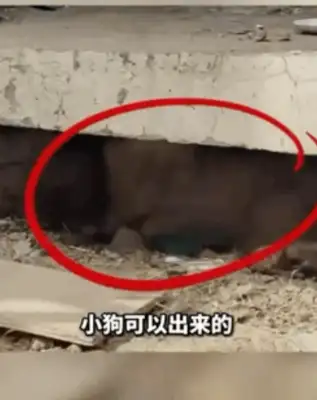 The little girl drilled the shield to save the dog, crying and asking the fireman: