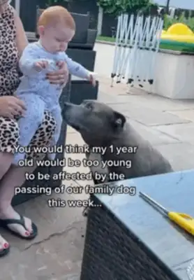 The little girl drilled the shield to save the dog, crying and asking the fireman: