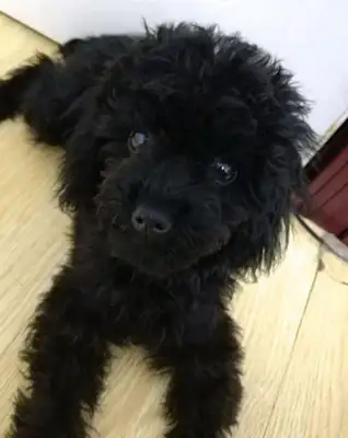 He's been in love for months and he's turned into Teddy
