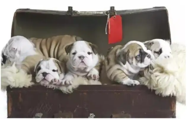 The common name of a bulldog overseas is Top10. Has your little pet been lectured