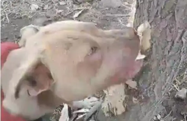 Women jogging in the park, tied the dog to a tree, and saw this when they came home
