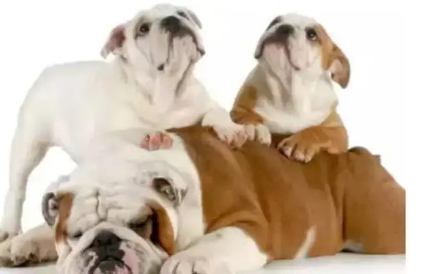 The common name of a bulldog overseas is Top10. Has your little pet been lectured