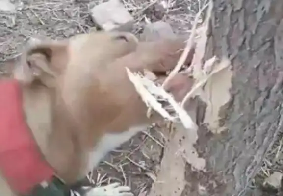 Women jogging in the park, tied the dog to a tree, and saw this when they came home