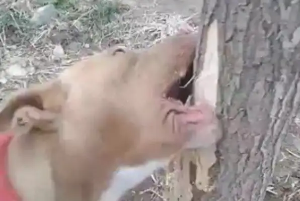 Women jogging in the park, tied the dog to a tree, and saw this when they came home