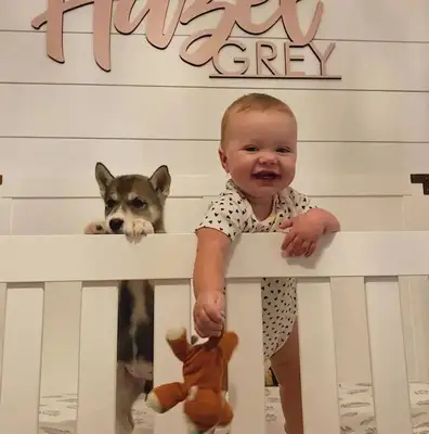 The little girl drilled the shield to save the dog, crying and asking the fireman: