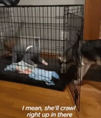 The little girl drilled the shield to save the dog, crying and asking the fireman: