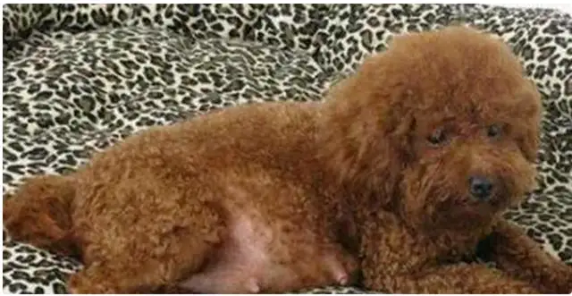 Teddy gave birth to a bunch of dogs, and the master cried: