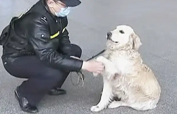 The patrol dog found a kid crying, and the civilian police found out that it was amazing