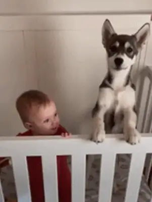 The little girl drilled the shield to save the dog, crying and asking the fireman: