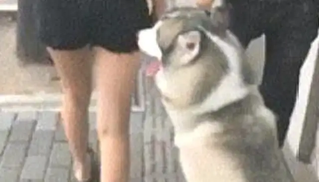 It's so strange how the master walks his dog. Haski was carried on the street like that