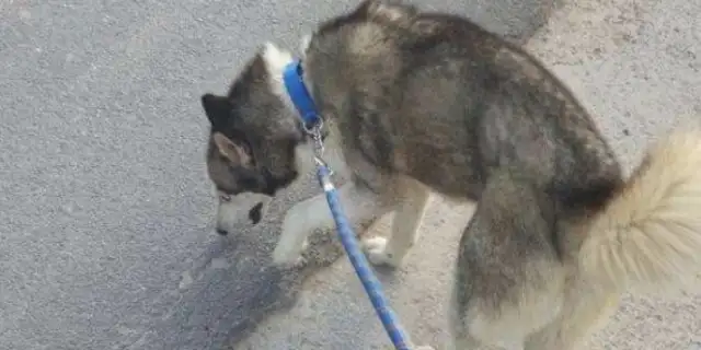 It's so strange how the master walks his dog. Haski was carried on the street like that