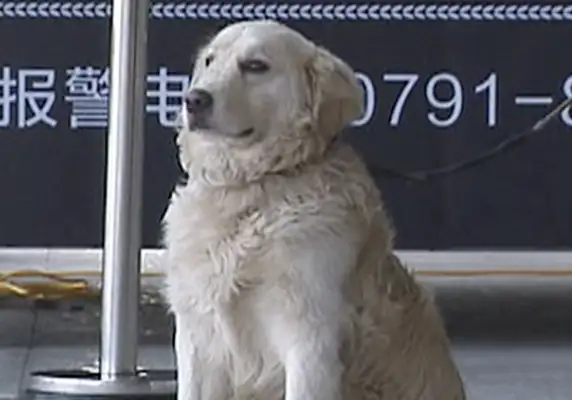 The patrol dog found a kid crying, and the civilian police found out that it was amazing