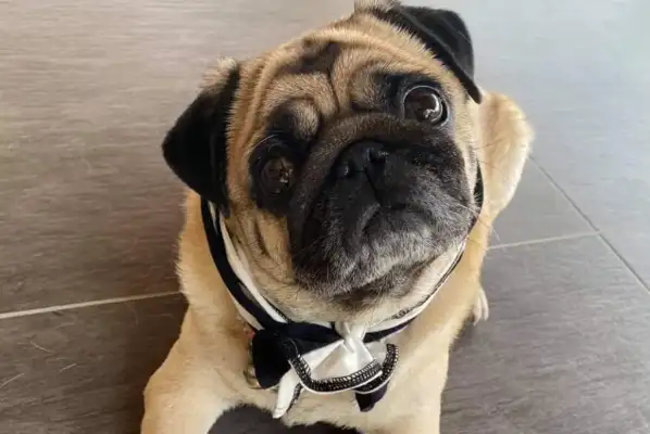 Women's crazy Internet purchases, not to buy, but to show their dogs to him;