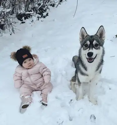 The little girl drilled the shield to save the dog, crying and asking the fireman: