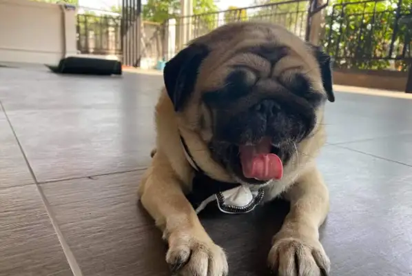 Women's crazy Internet purchases, not to buy, but to show their dogs to him;