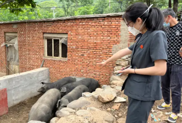 Two pet dogs bit six pigs next door. How can the owner compensate