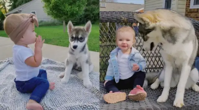 The little girl drilled the shield to save the dog, crying and asking the fireman: