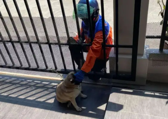 Women's crazy Internet purchases, not to buy, but to show their dogs to him;