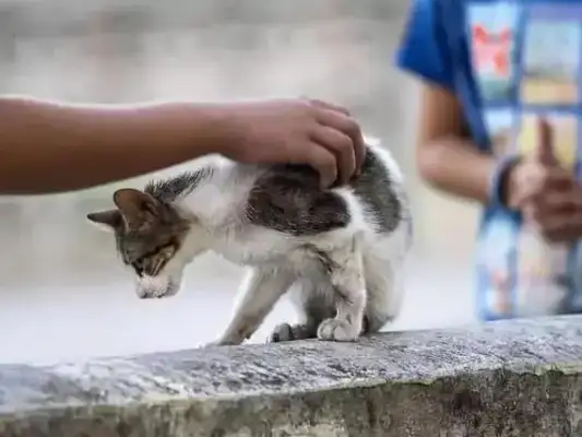 Cats can bite