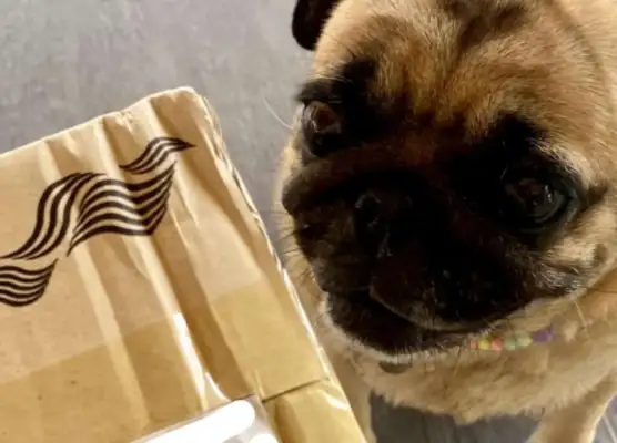 Women's crazy Internet purchases, not to buy, but to show their dogs to him;