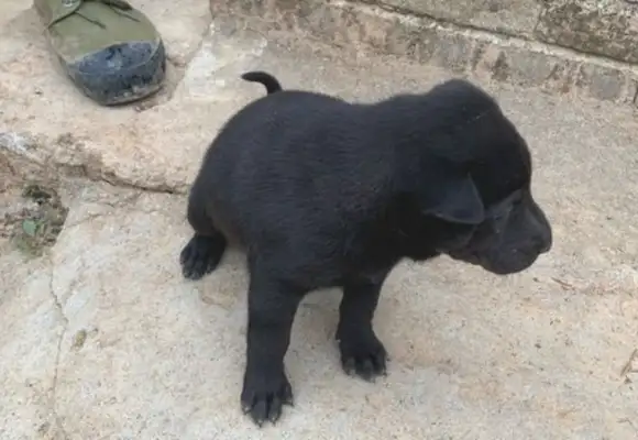 They've got two dogs. They're too young to fight