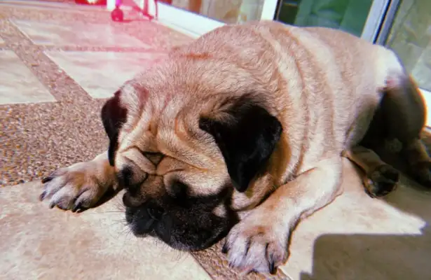 Women's crazy Internet purchases, not to buy, but to show their dogs to him;